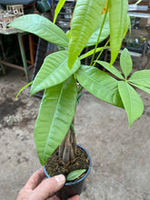 Load image into Gallery viewer, Pachira aquatica Money Tree 4”

