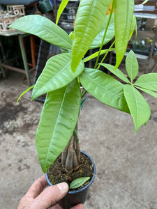 Pachira aquatica Money Tree 4”