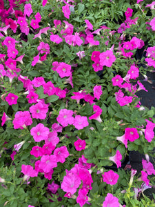 Wave Petunia