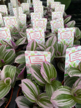 Load image into Gallery viewer, Traescantia Nanouk
