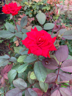 Knockout Rose