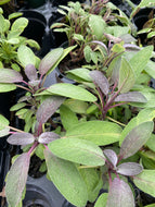 Salvia Purple Sage