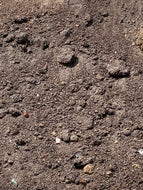 Sreened Garden Soil in bulk