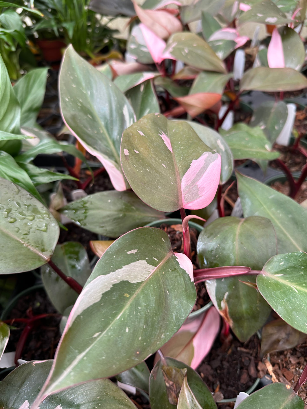 philodendron erubescens burgundy variegata Philodendron erubescens 'Pink Princess' – Franklin Brothers Nursery