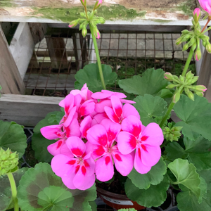 6” Geranium