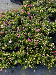 Christmas Cactus