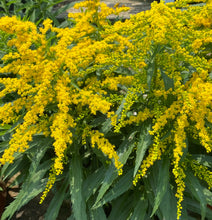 Load image into Gallery viewer, Solidago

