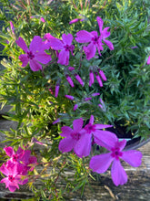 Load image into Gallery viewer, Phlox subulata
