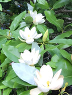 Sweet Bay Magnolia