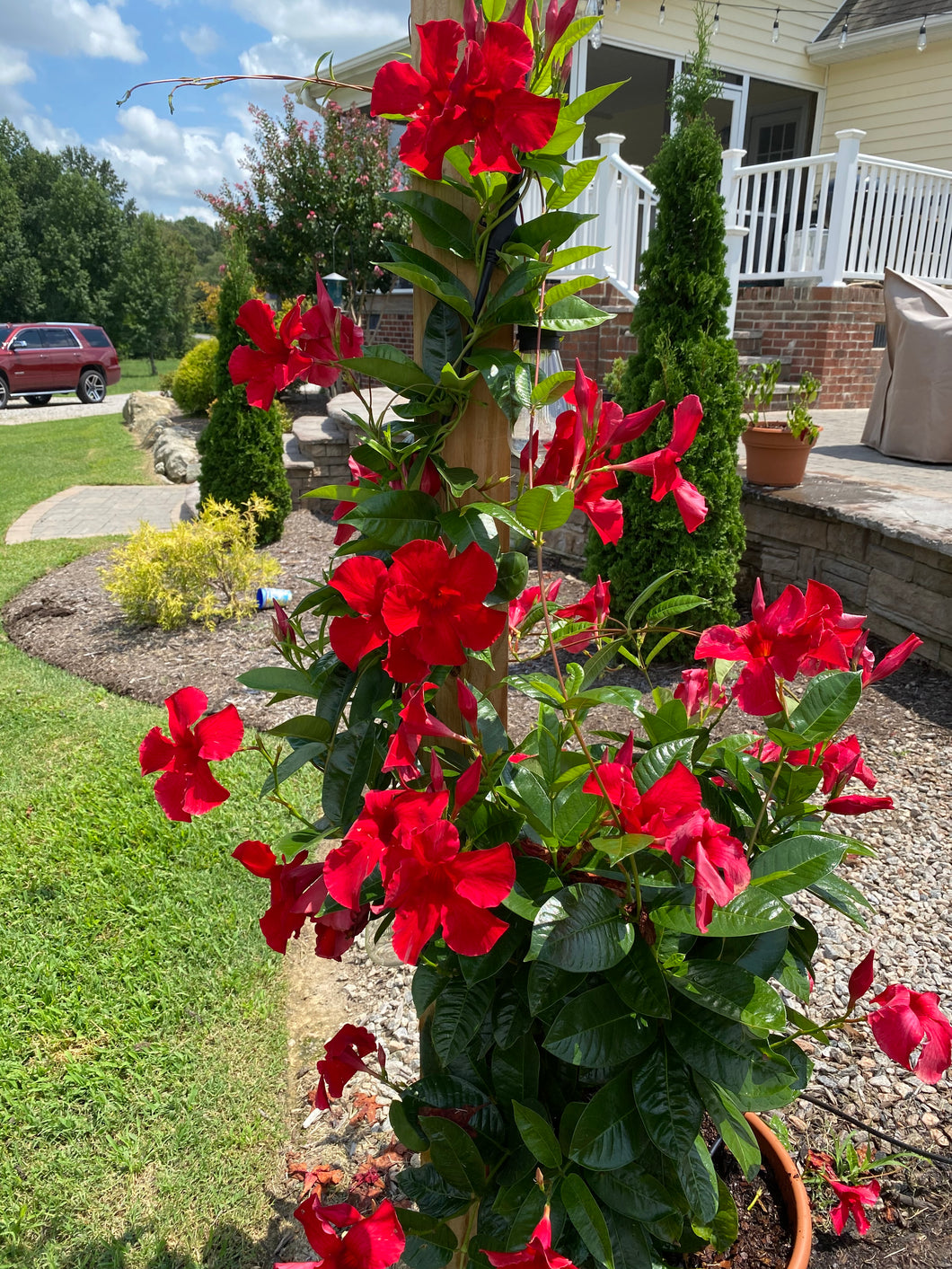 Mandevilla