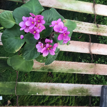 Load image into Gallery viewer, African Violet
