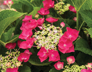 Hydrangea Cherry Explosion