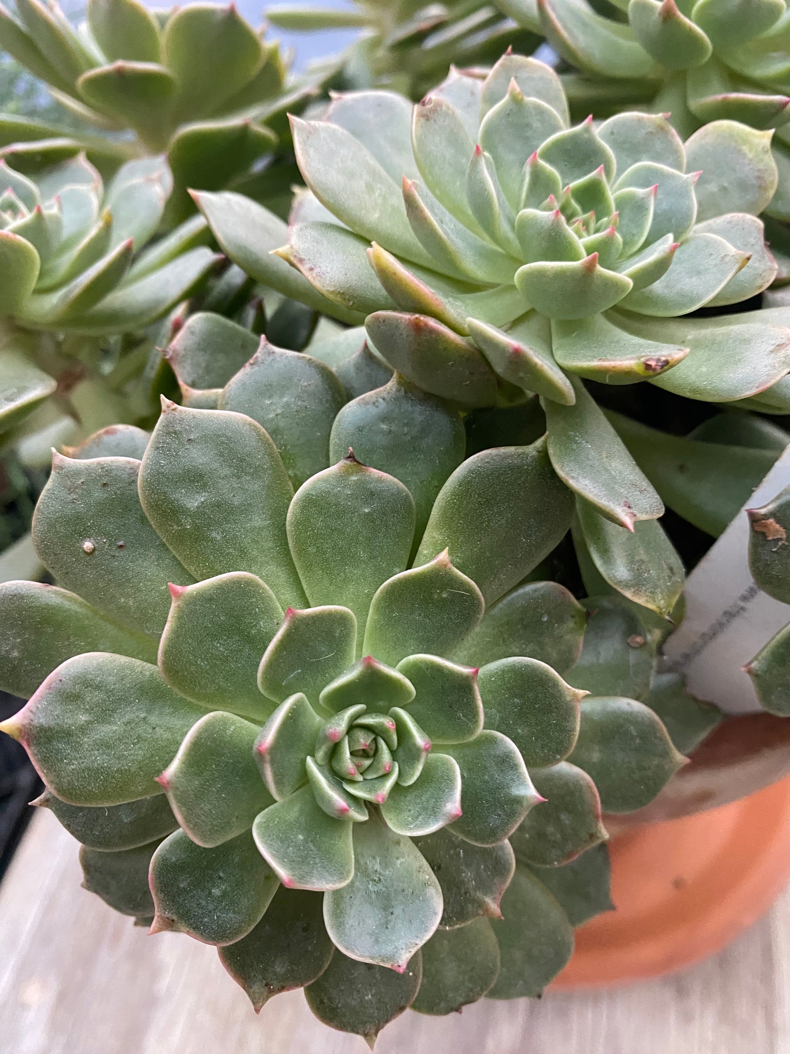 graptoveria olivia succulent Graptoveria 'Olivia' – Franklin Brothers Nursery