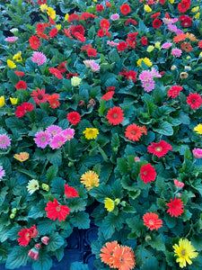 Gerbera Daisy