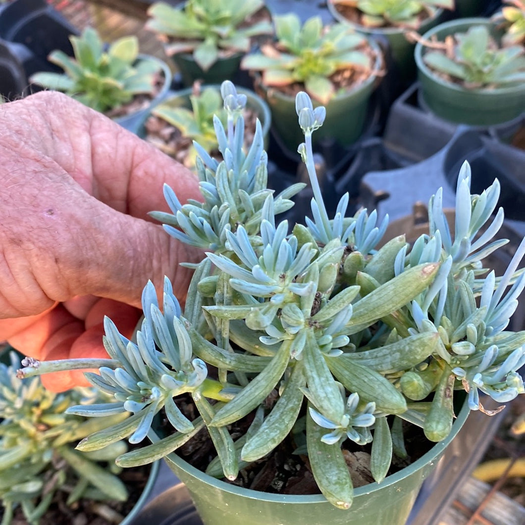 Curio repens Blue Chalk Sticks