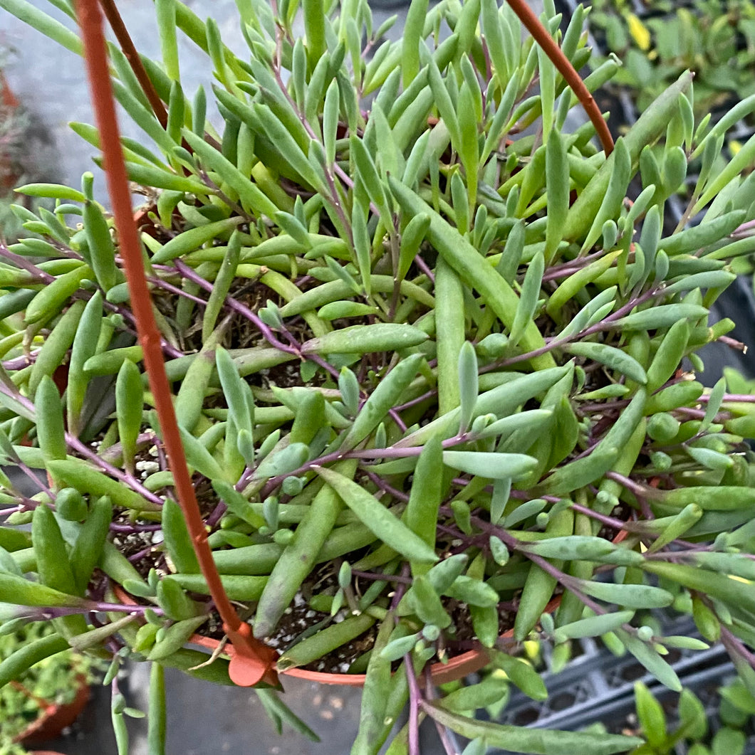 String of Ruby Necklace