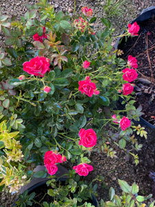 Rosa Red Drift