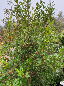 Ilex ‘Needle Point Holly’