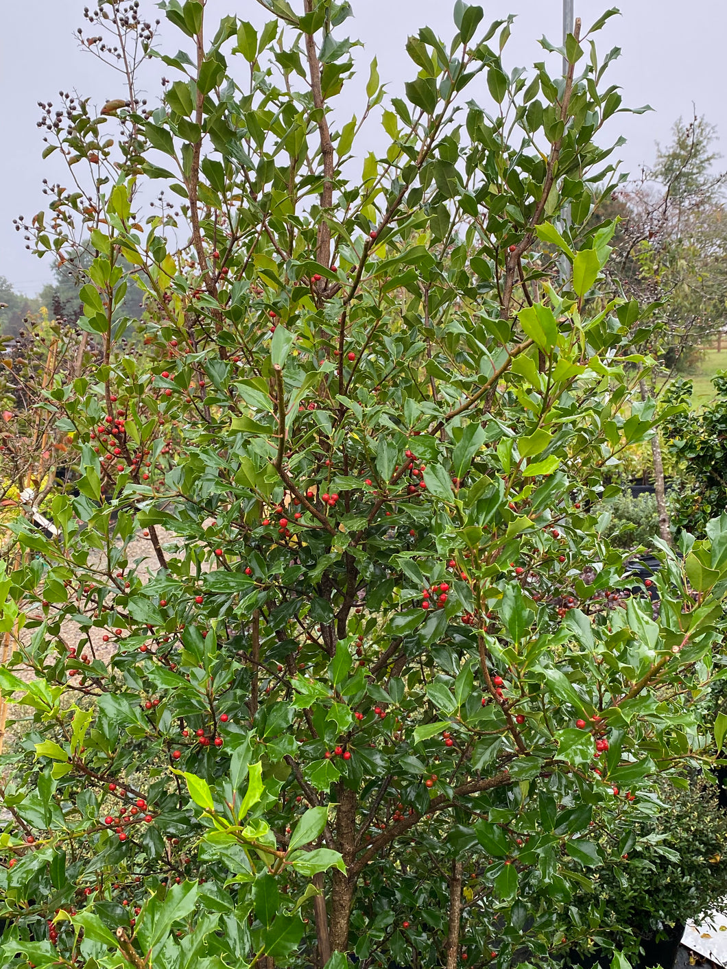 Ilex ‘Needle Point Holly’