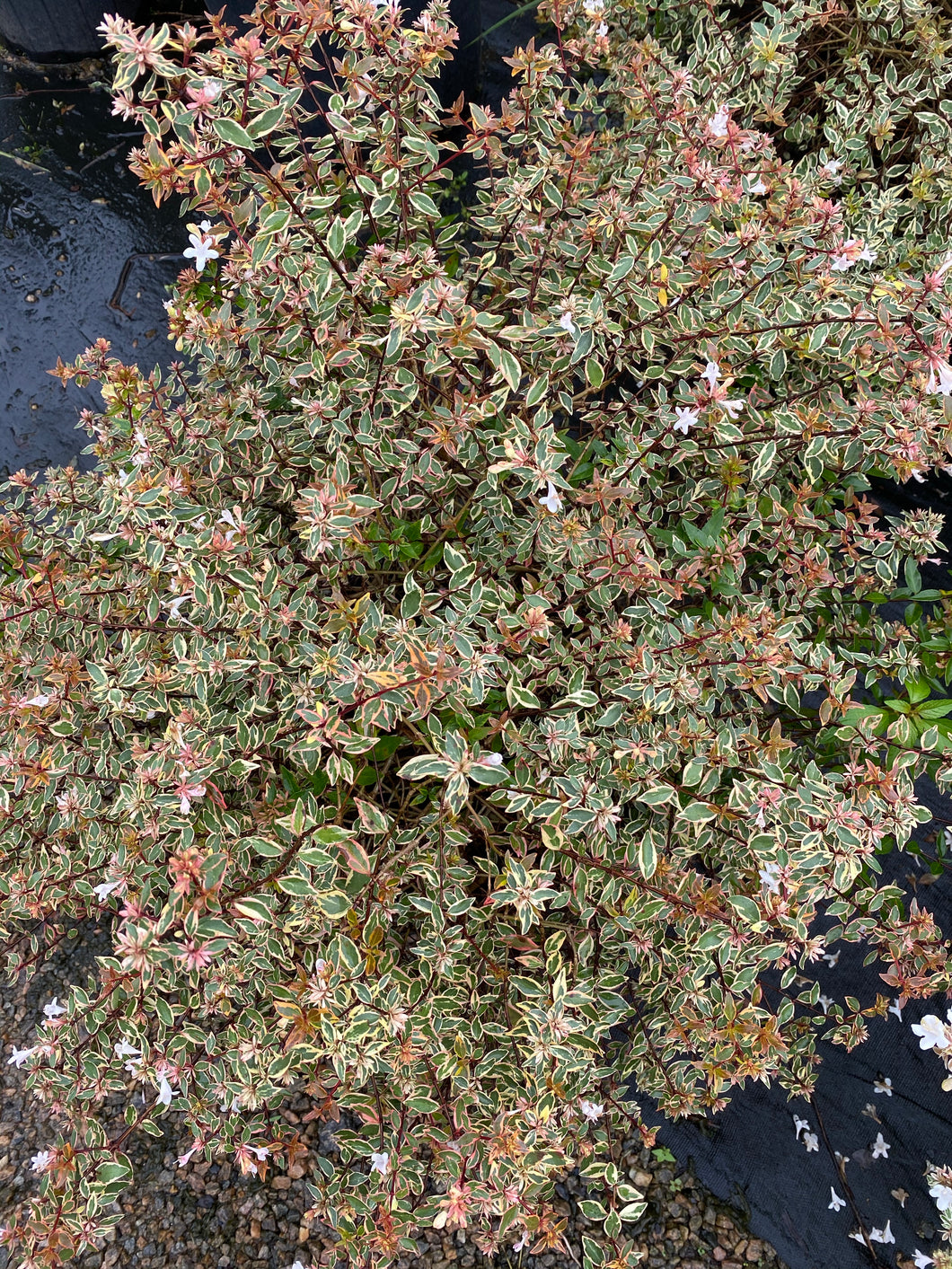 Abelia Sunrise