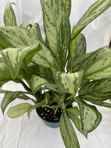 Aglaonema Silver Bay