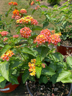 Lantana Citrus Salad