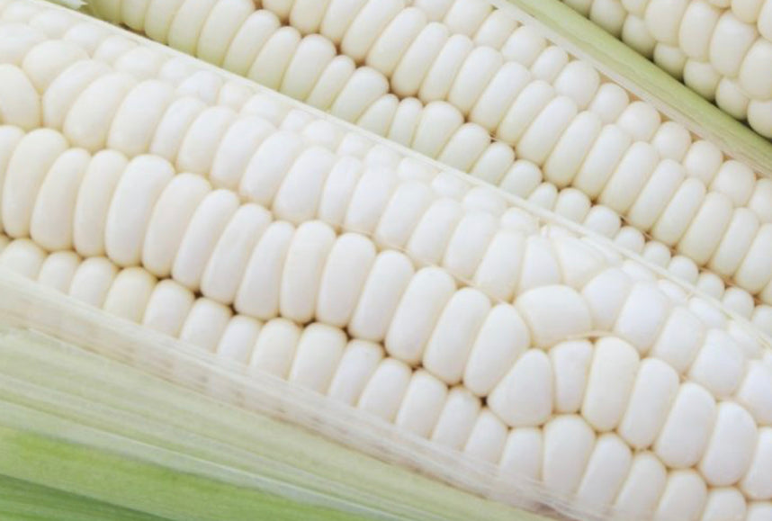 Silver Queen Hybrid Corn