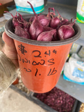 Load image into Gallery viewer, Onion Sets
