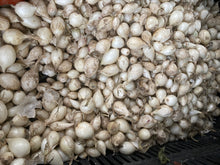 Load image into Gallery viewer, Onion Sets
