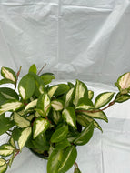 Hoya carnosa ‘Crispa’