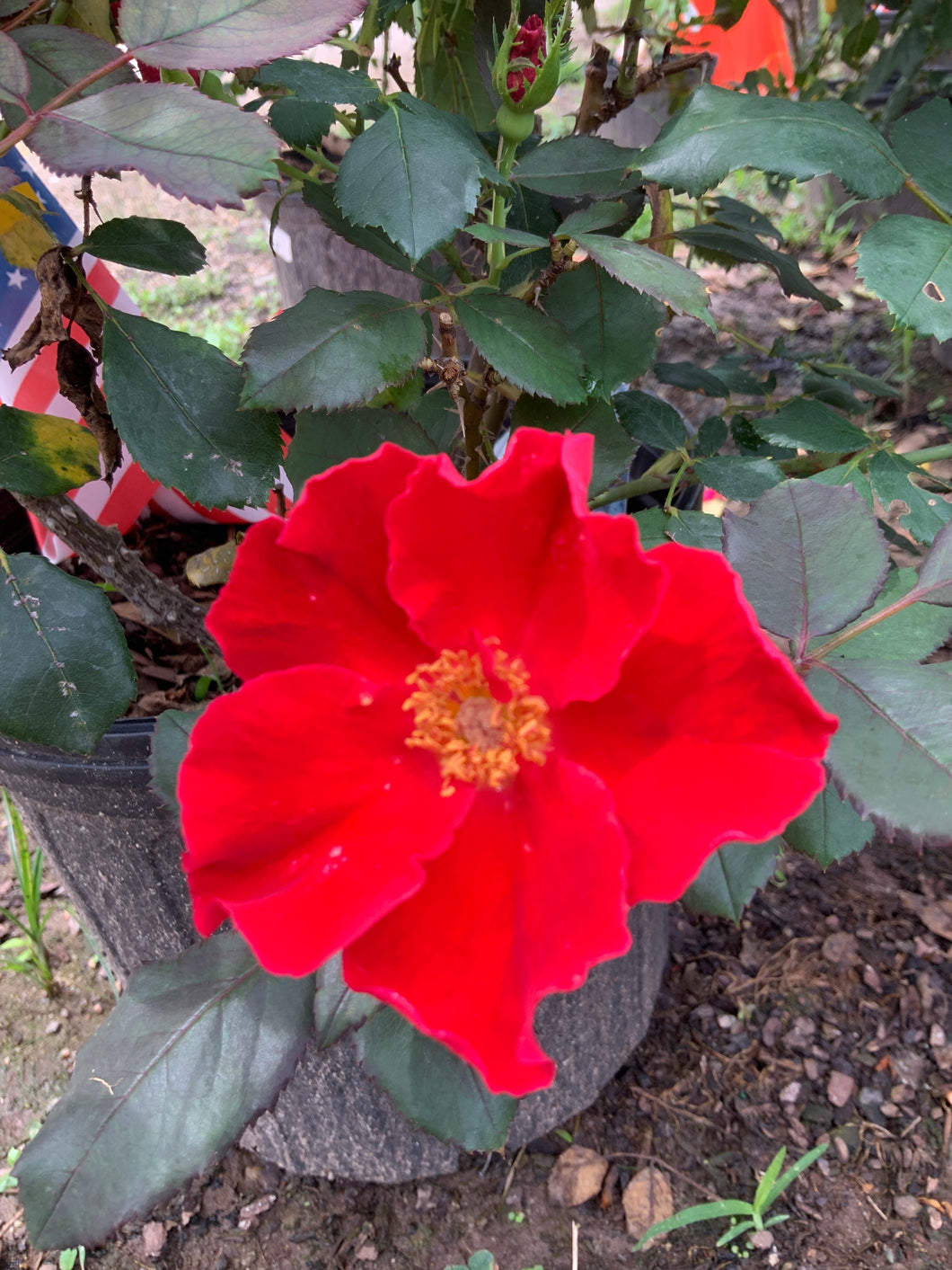 Rose Miracle On The Hudson