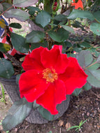 Rose Miracle On The Hudson