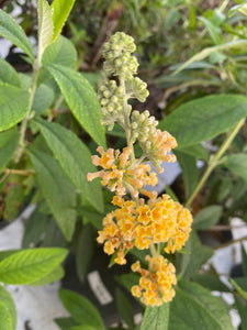 Buddliea Honeycomb