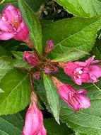 Wiegelia Tower of Flowers Cherry