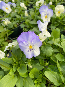 Cool Wave Pansy Frost