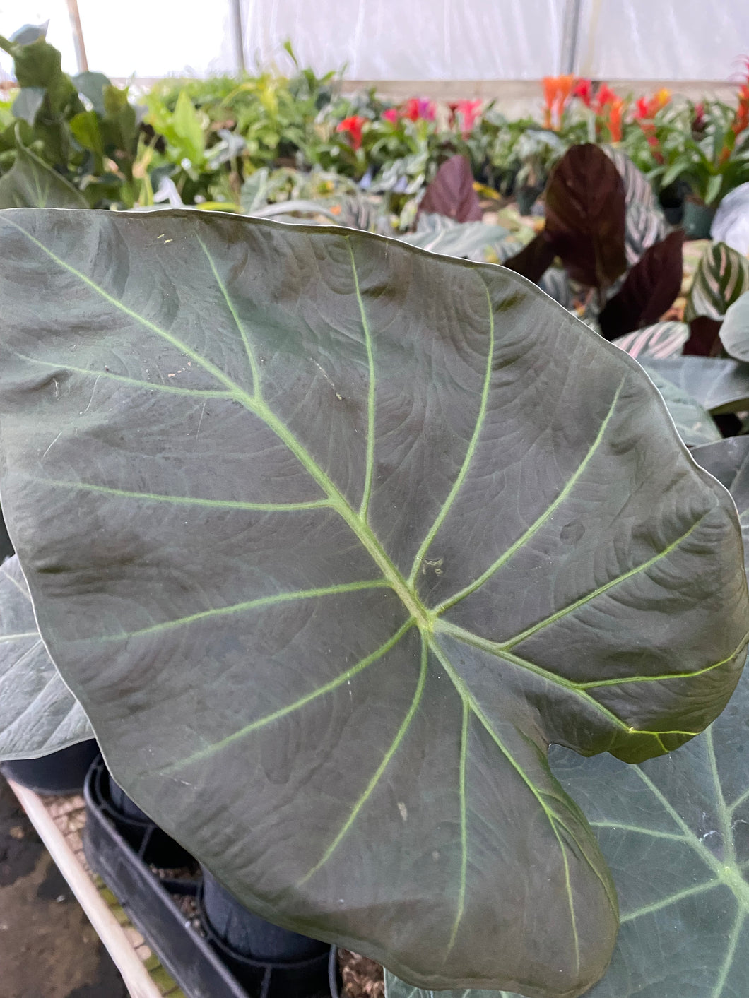 Alocasia ‘Regal Sheild’