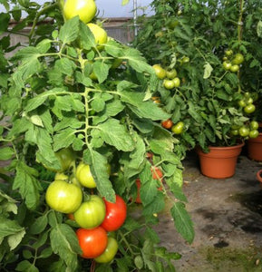 Tomato Better Boy