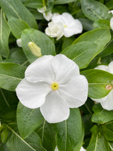 Load image into Gallery viewer, Vinca ( Catharanthus) 4” Pot
