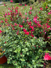 Load image into Gallery viewer, Salvia ‘Best Red’
