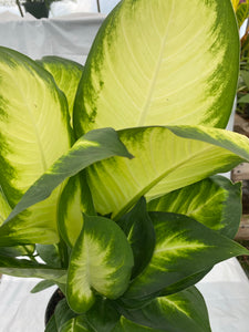 Dieffenbachia