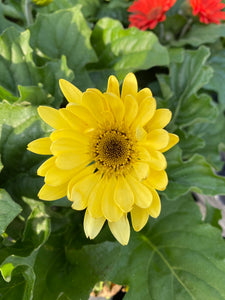 Gerbera Daisy