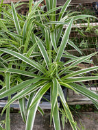 Chlorophytum comosum Reverse Spider Plant