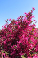 Load image into Gallery viewer, Lorepetalum ‘Crimson Fire’
