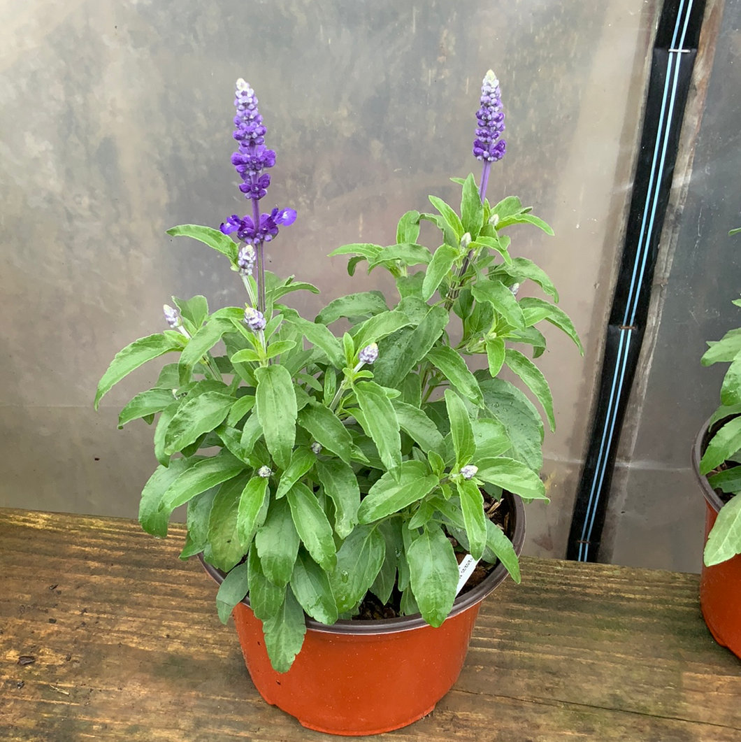 Salvia Midnight Candle