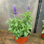 Salvia Midnight Candle