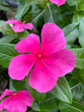 Load image into Gallery viewer, Vinca ( Catharanthus) 4” Pot
