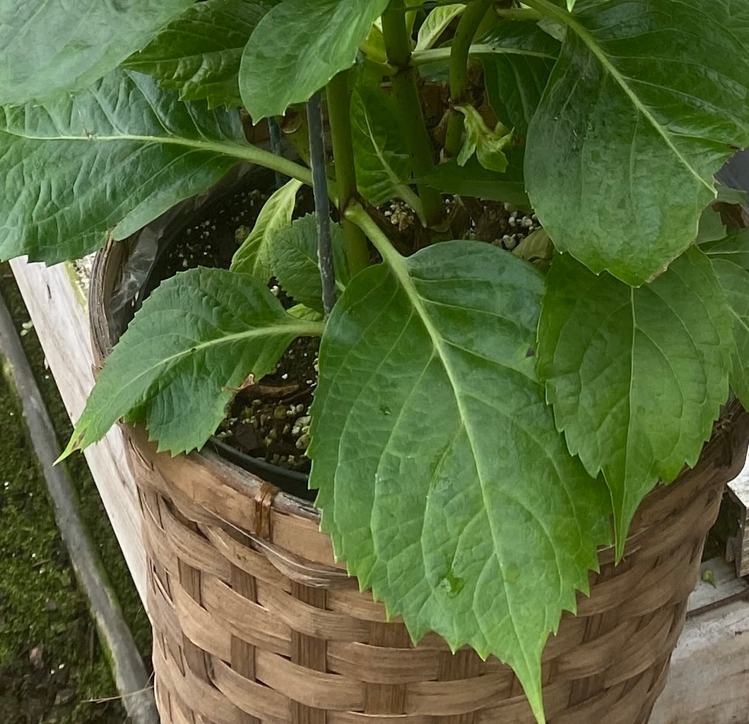 8” Wicker Basket/ Pot Cover