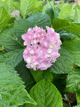 Load image into Gallery viewer, Hydrangea macrophyllum Merritts Supreme
