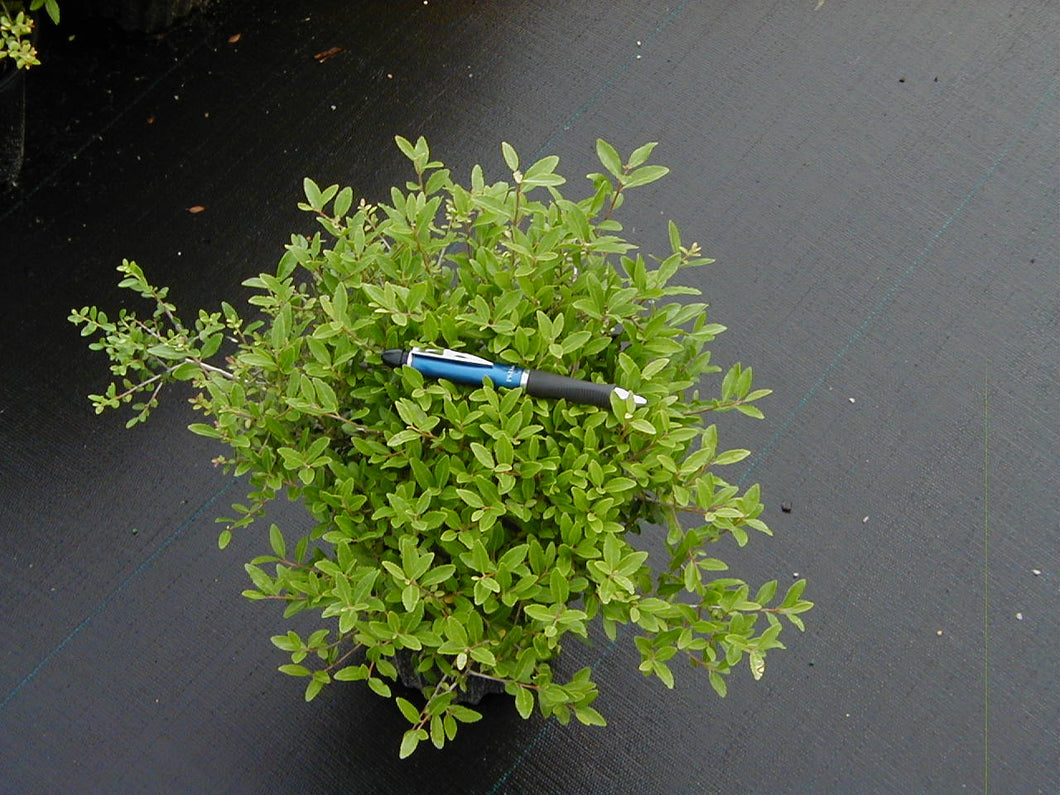 Ilex Dwarf Yaupon Holly