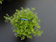 Ilex Dwarf Yaupon Holly